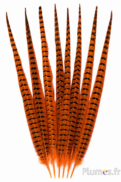 Fagiano di Colchide - 35-45 cm - arancioni